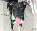 Small Photo #7 Australian Shepherd-Unknown Mix Puppy For Sale in Washington, DC, USA