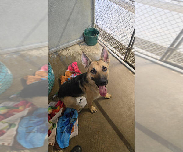 Medium Photo #1 German Shepherd Dog Puppy For Sale in Linton, IN, USA