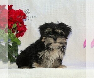 Morkie Puppy for sale in RISING SUN, MD, USA