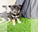 Small #5 Pomsky-Shiba Inu Mix