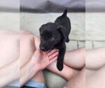 Small #3 Labrador Retriever Mix