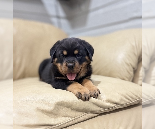 Medium Photo #10 Rottweiler Puppy For Sale in BRIGHTON, CO, USA