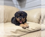 Small #9 Rottweiler