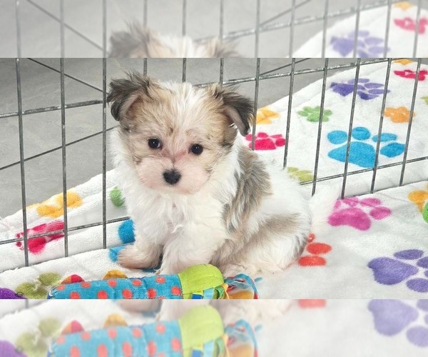 Medium Photo #5 Papitese Puppy For Sale in ORO VALLEY, AZ, USA