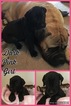Puppy 5 Bullmastiff-Great Dane Mix