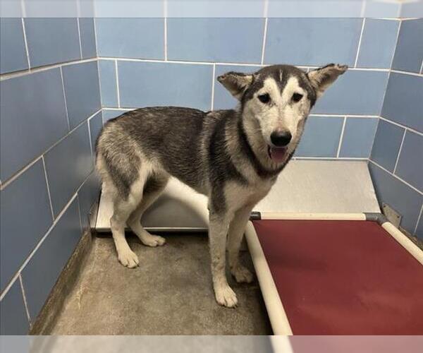 Medium Photo #1 Siberian Husky Puppy For Sale in Norco, CA, USA