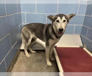 Siberian Husky Dogs for adoption in Norco, CA, USA
