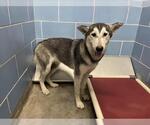 *SAGE - Male Siberian Husky Dog for Adoption - Small photo