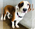 Small #3 Bagle Hound