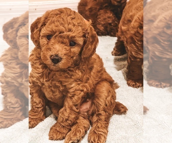 Medium Photo #2 Poodle (Miniature) Puppy For Sale in TAMPA, FL, USA