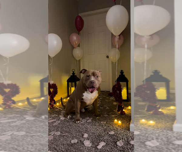 Medium Photo #1 American Bully Puppy For Sale in CHARLOTTE, NC, USA