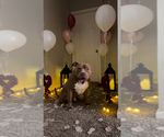Small Photo #1 American Bully Puppy For Sale in CHARLOTTE, NC, USA