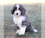 Puppy Bambi Bernedoodle (Miniature)