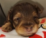 Puppy Puppy 6 YorkiePoo