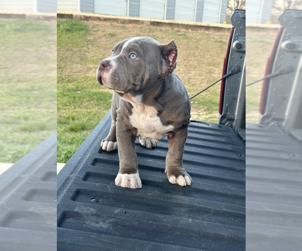 Medium Photo #6 American Bully Puppy For Sale in RED BAY, AL, USA