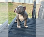 Small Photo #6 American Bully Puppy For Sale in RED BAY, AL, USA
