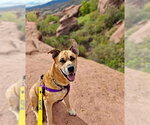 TRIGGER - Male Boxer-Siberian Husky Mix Dog for Adoption - Small photo