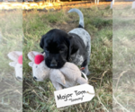 Small Photo #4 Pointer Puppy For Sale in SACRAMENTO, CA, USA