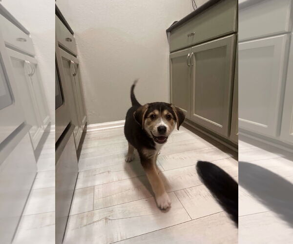 Medium Photo #7 Great Pyrenees-Unknown Mix Puppy For Sale in Houston, TX, USA