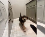 Small #6 Great Pyrenees Mix
