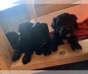 Bernedoodle Puppy for sale in HENDERSONVILLE, NC, USA