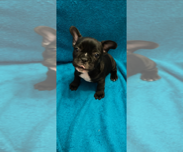 Medium Photo #3 French Bulldog Puppy For Sale in LANCASTER, OH, USA