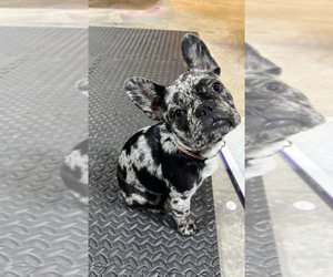 Mother of the French Bulldog puppies born on 02/06/2026