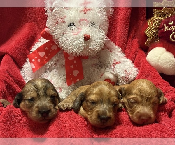 Medium Photo #1 Dachshund Puppy For Sale in LIVINGSTON, LA, USA