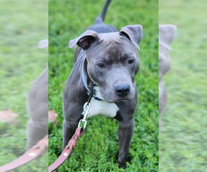 Mutt Dogs for adoption in Fremont, CA, USA