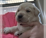 Small Photo #12 Labrador Retriever Puppy For Sale in GOODYEAR, AZ, USA