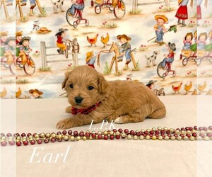 Maltipoo (Miniature) Puppy for sale in WINNSBORO, LA, USA
