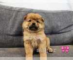 Puppy Puppy 4 Chow Chow