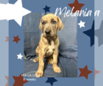 Puppy Melania Great Dane
