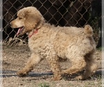 Small #34 Poodle (Standard)