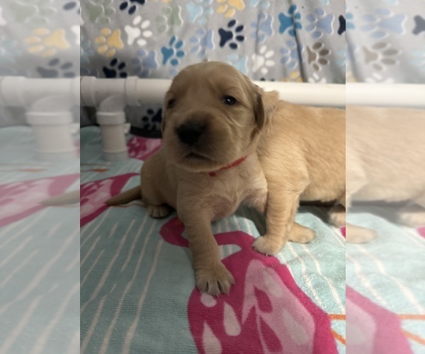 Medium Photo #14 Golden Retriever Puppy For Sale in PORT RICHEY, FL, USA