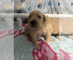 Small Photo #14 Golden Retriever Puppy For Sale in PORT RICHEY, FL, USA