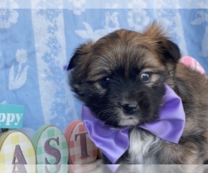 Pomeranian Puppy for sale in LANCASTER, PA, USA