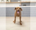 Small #3 Mastador