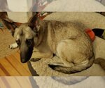 Small German Shepherd Dog-Norwegian Elkhound Mix