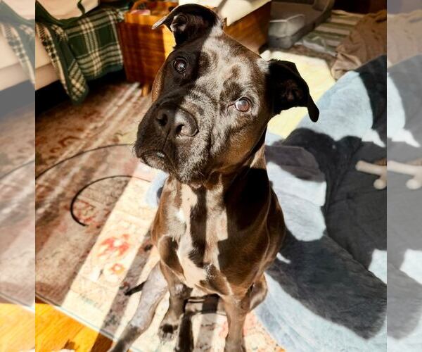 Medium Photo #6 American Pit Bull Terrier-Labrador Retriever Mix Puppy For Sale in Houston, TX, USA