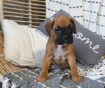 Small Photo #20 Boxer Puppy For Sale in GOSHEN, IN, USA