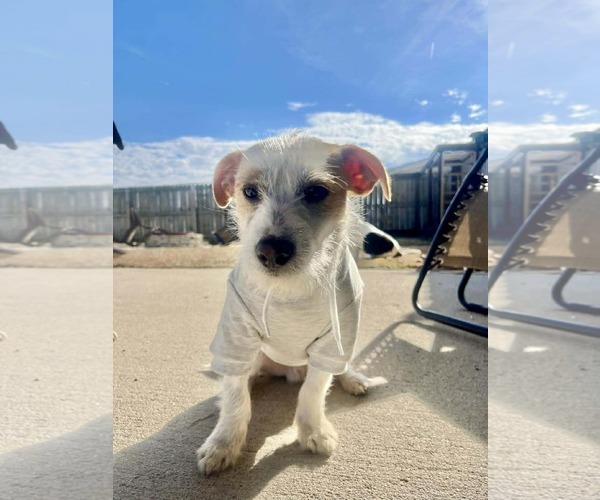 Medium Photo #4 Mutt Puppy For Sale in Spring Lake, NC, USA