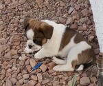 Small Photo #2 American Bullnese Puppy For Sale in LAS VEGAS, NV, USA