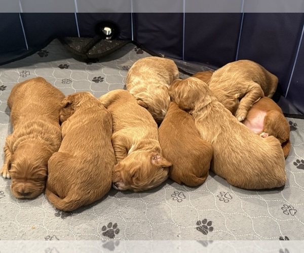 Medium Photo #3 Goldendoodle Puppy For Sale in ORANGEVALE, CA, USA