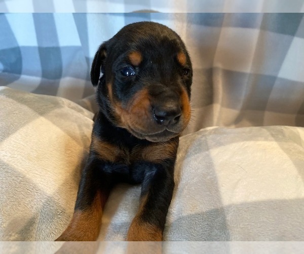 Medium Photo #11 Doberman Pinscher Puppy For Sale in PLYMOUTH, MA, USA