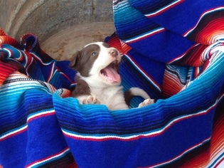 Medium Border Collie