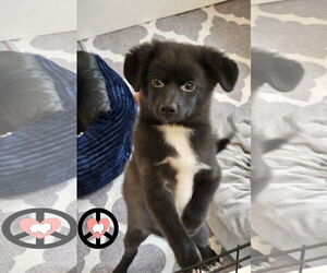 Pomeranian-Unknown Mix Dogs for adoption in Lebanon, PA, USA