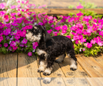 Small #13 Schnauzer (Miniature)