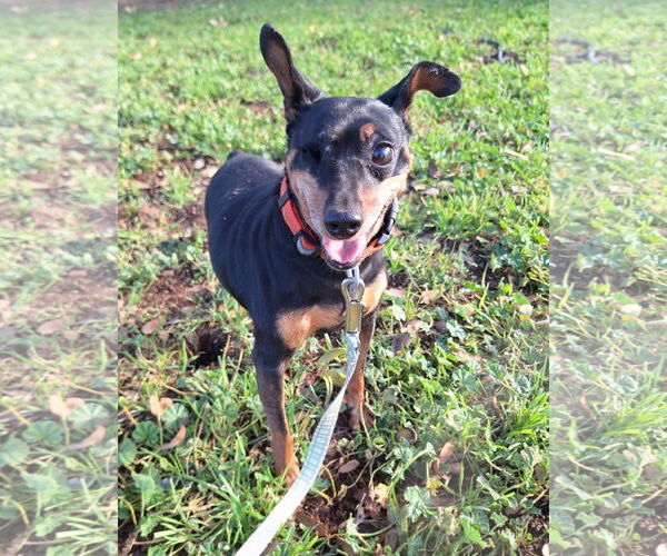 Medium Photo #3 Miniature Pinscher Puppy For Sale in Chico, CA, USA