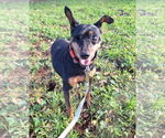 Small #2 Miniature Pinscher